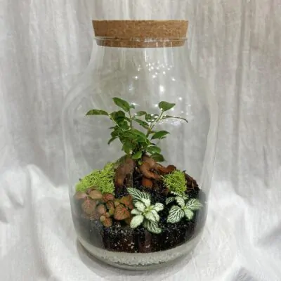 Bonsai terárium s korkom XXL