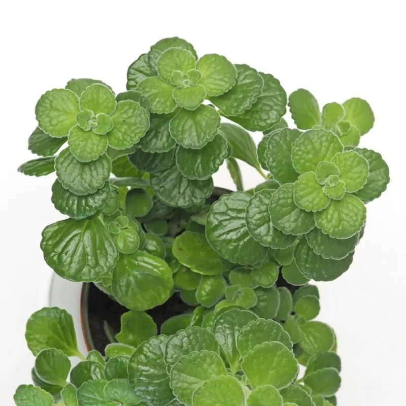 Nádchovník: Starostlivosť, pestovanie a tipy na využitie tejto liečivej rastliny nadchovnik rymovnik plectranthus amboinicus bylinka