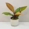 Philodendron ‘Orange’ philodendron orange farebna nenarocna izbova rastlina plantizia