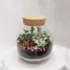Rastlinné terárium tropický svet s korkom rastlinne terarium tropicky svet biosfera florarium plantarium