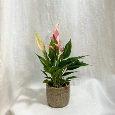Anthurium andraeanum Lilli ruzova anturia