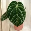 Anthurium crystallinum maxi Anthurium crystallinum maxi