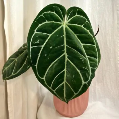 Anthurium crystallinum maxi