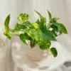 Epipremnum pinnatum ‘Golden Flame’ epipremnum pinnatum golden flame tahava izbova rastlina