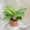 Aglaonema ‘Royal Diamond’ aglaonema royal diamond nenarocna izbova rastlina