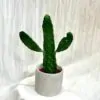 Opuntia maxima kaktus opuntia