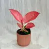 Aglaonema ‘Red Star’ stredná aglaonema orange star stredna plantizia Plantizia.sk