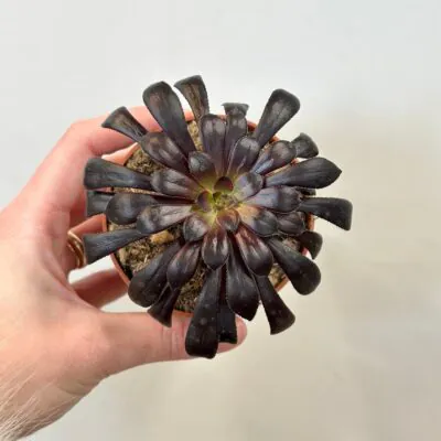 aeonium arboreum nigrum cierny sukulent fialovy