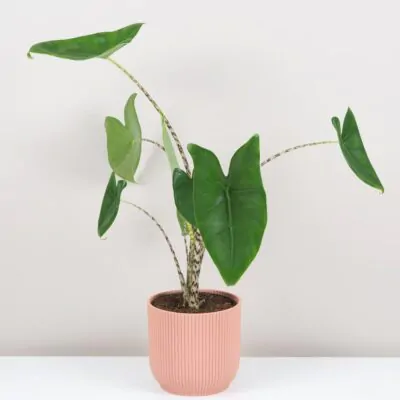 alocasia zebrina velka