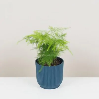 Asparágus: Ako sa oň správne postarať asparagus setaceus plumosus vlhkomilna rastlina