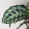 Calathea dressleri ‘Helen Kennedy’ veľká calathea dressleri helen kennedy plantizia Plantizia.sk