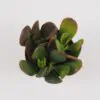 Tučnolist / Crassula ovata ‘Sunset’ malá crassula ovata sunset tucnolist sukulent