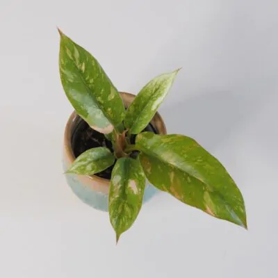 Starostlivosť o Philodendrony / Filodendrony: Rady pre úspešné pestovanie philodendron ring of fire vzacna izbova rastlina panasovany filodendron