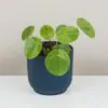 Pilea peperomioides ‘Mojito’ pilea peperomioides mojito, money plant, izbova rastlina, štýlová rastlina, hipster plant, urban jungle, izbovka