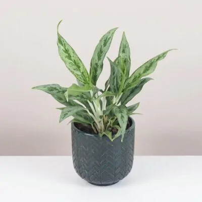 Izbové rastliny, riasogule a príslušenstvo aglaonema greyhound nenarocna izbova rastlina plantizia