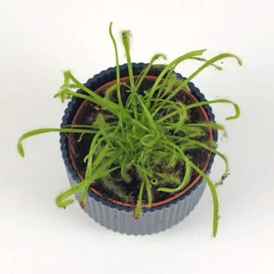 Starostlivosť o Mäsožravé rastliny: Ako pestovať mucholapku, aby sa jej darilo drosera capensis masozravka masozrava rastlina plantizia