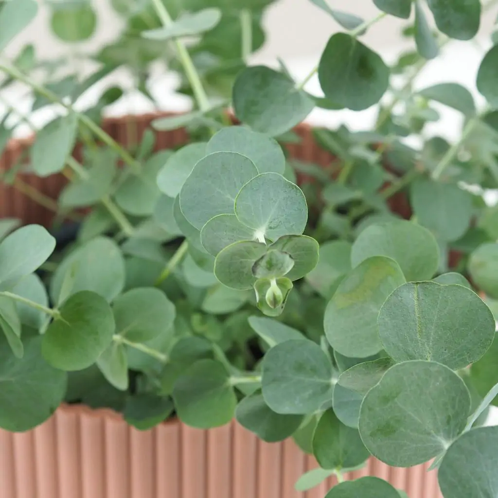 eukalyptus eucalyptus gunnii