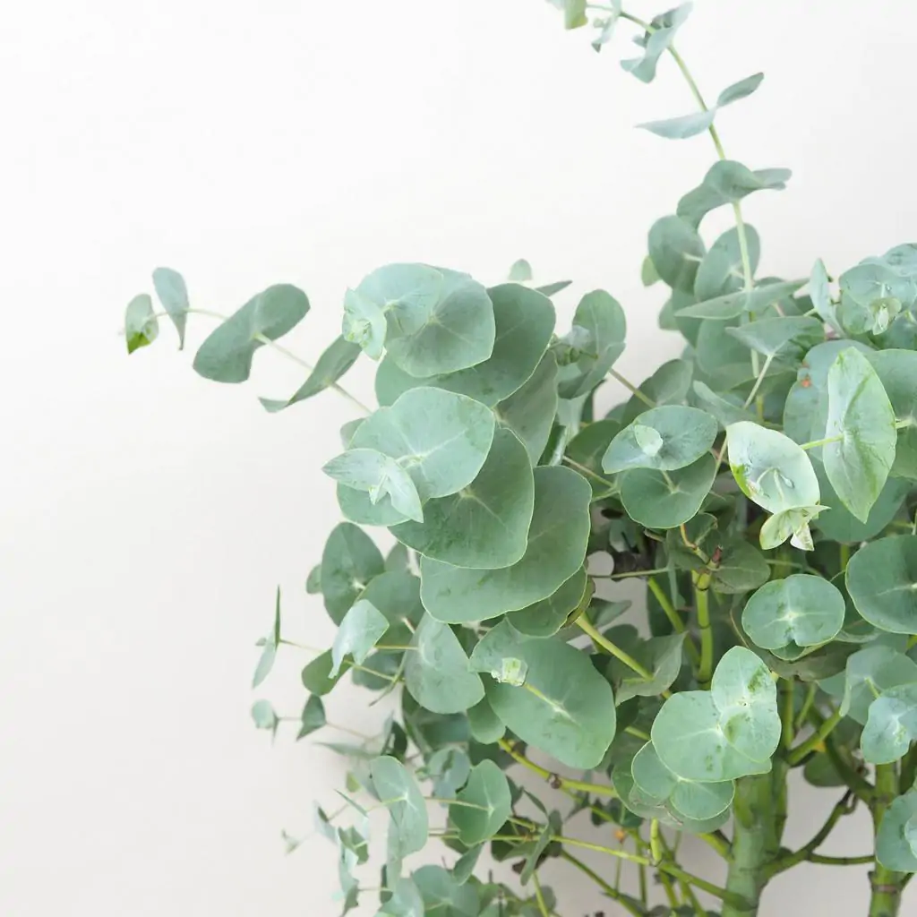 eukalyptus eucalyptus gunnii
