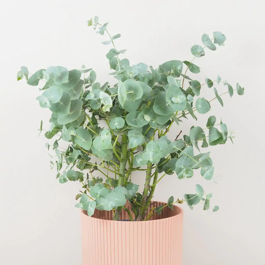 eukalyptus eucalyptus gunnii