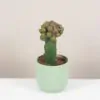 Kaktus Sulcorebutia rauschii f. violacidermis kaktus sulcorebutia rauschii f violacidermis plantizia Plantizia.sk