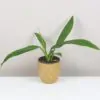 Philodendron campii philodendron campii filodendron netradicne izbove rastliny plantizia