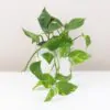 pothos, potosovec zlatý, epipremnum aureum, divý jano, divný janko, golden ivy, šplhavník, šplhavnice, ťahavá rastlina, rastlina do tieňa, izbová rastlina, izbový kvet