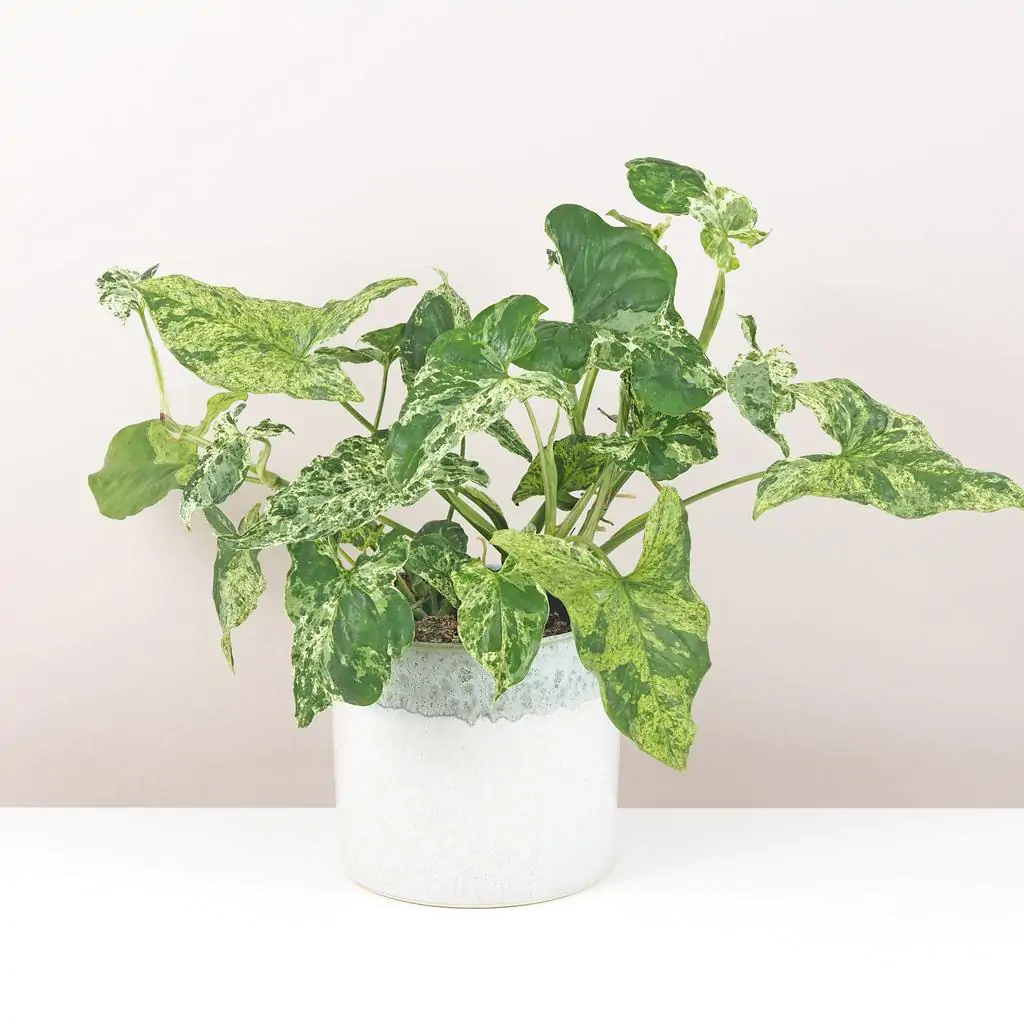 syngonium podophyllum mottled mojito