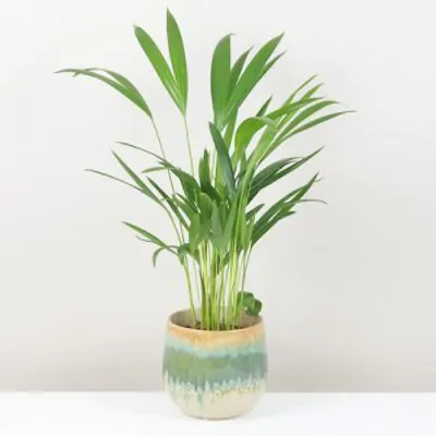 Dypsis lutescens Areca, Areka zlatoplodá, Palma zlatá, Areková palma, Žltá palma, Motýlia palma, Bambusová palma