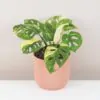 Monstera adansonii variegata Aurea panasovana monstera adansonii variegata aurea