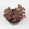 Oxalis vulcanicola ‘Pink’ oxalis vulcanicola pink ruzova izbova rastlina