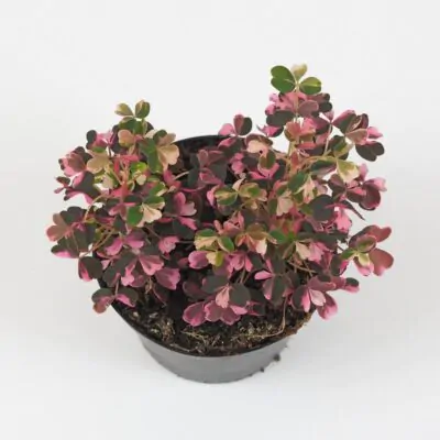 Oxalis: Rady pre úspešné pestovanie oxalis vulcanicola pink ruzova izbova rastlina