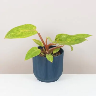 Starostlivosť o Philodendrony / Filodendrony: Rady pre úspešné pestovanie philodendron painted lady raritny vzacny plantizia