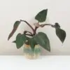 Philodendron ‘Pink Princess’ veľký slabo vyfarbený philodendron pink princess velky slabe vyfarbenie Plantizia.sk