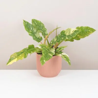 Starostlivosť o Philodendrony / Filodendrony: Rady pre úspešné pestovanie philodendron ring of fire vzacna izbova rastlina panasovany filodendron