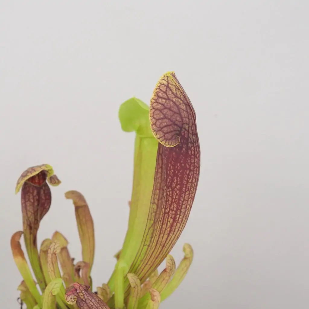 sarracenia purpurea masozrava rastlina mucholapka masozravka plantizia