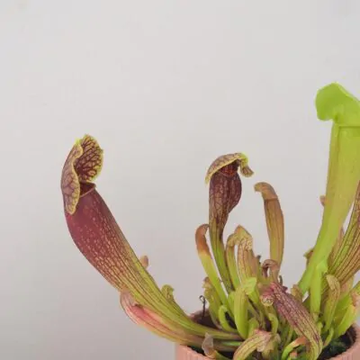 sarracenia purpurea masozrava rastlina mucholapka masozravka plantizia