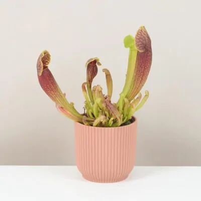 Starostlivosť o Mäsožravé rastliny: Ako pestovať mucholapku, aby sa jej darilo sarracenia purpurea masozrava rastlina mucholapka masozravka plantizia