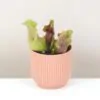 sarracenia purpurea venosa masozrava rastlina mucholapka masozravka plantizia