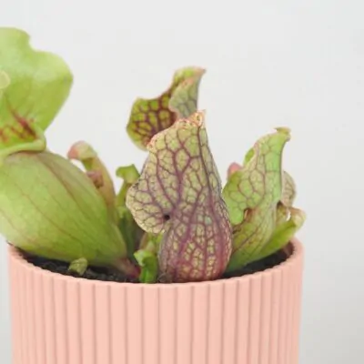 sarracenia purpurea venosa masozrava rastlina mucholapka masozravka plantizia