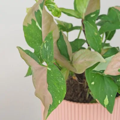 syngonium red spot tricolor panasovana izbova rastlina