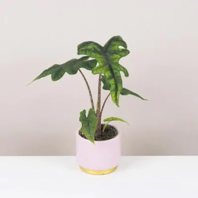 Izbové rastliny, riasogule a príslušenstvo alocasia jacklyn zaujimava vzacna izbova rastlina alokazia