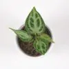 Anthurium crystallinum ‘Silver Blush’ malé anthurium crystallinum silver blush