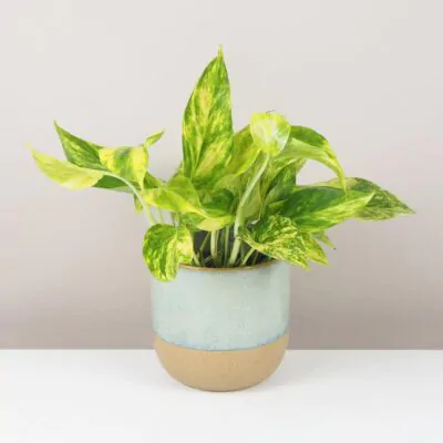 Starostlivosť o Epipremnum / Pothos: Tipy aj pre začiatočníkov pothos, potosovec zlatý, epipremnum aureum hicolor, divý jano, divný janko, golden ivy, šplhavník, šplhavnice, ťahavá rastlina, rastlina do tieňa, izbová rastlina, izbový kvet