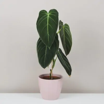 Izbové rastliny, riasogule a príslušenstvo philodendron melanochrysum raritna zberatelska izbova rastlina