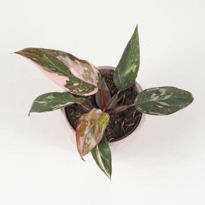 Starostlivosť o Philodendrony / Filodendrony: Rady pre úspešné pestovanie Philodendron 'Pink Princess' filodendrón plantizia