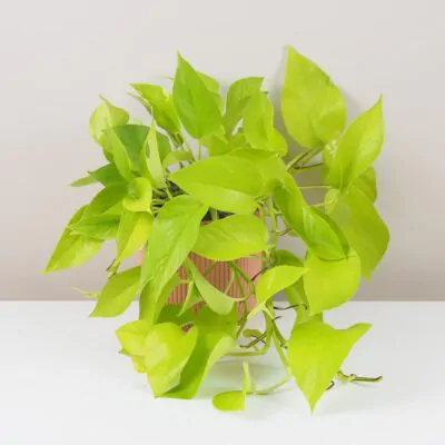 Starostlivosť o Epipremnum / Pothos: Tipy aj pre začiatočníkov Pothos Epipremnum aureum ‘Neon’ potosovec tahava izbova rastlina