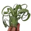 Tillandsia curly slim tillandsia curly slim vzdusne rastliny air plants