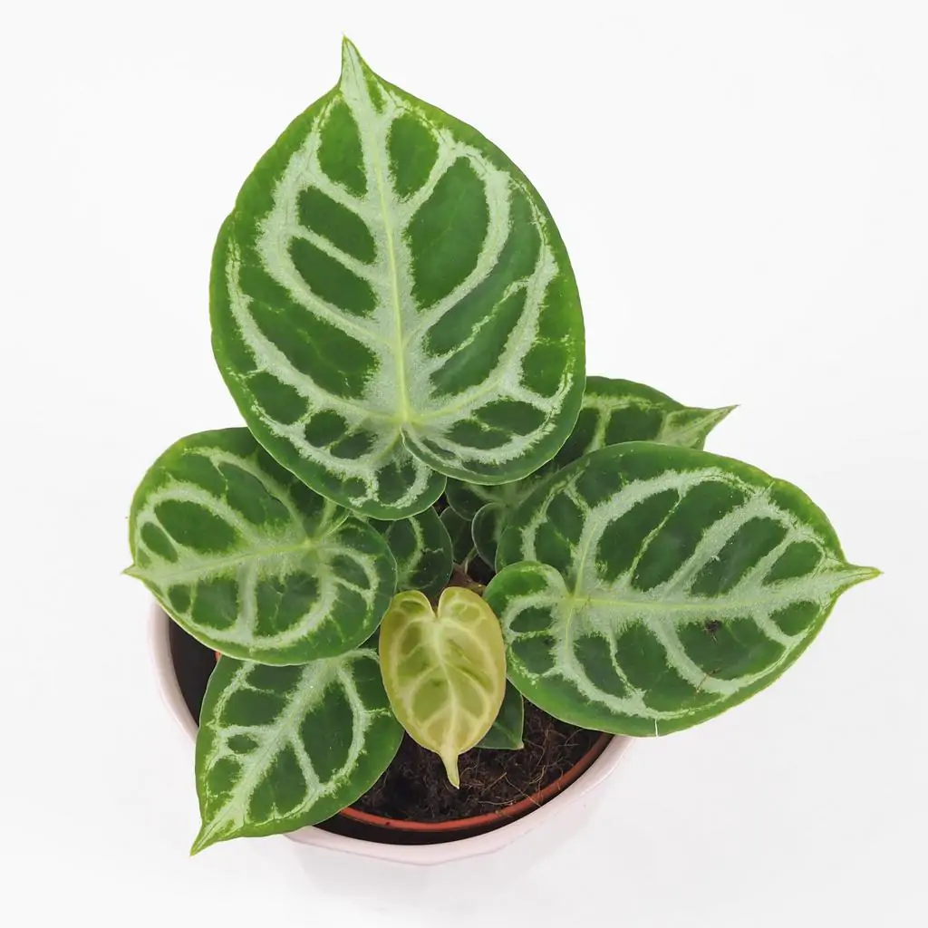 anthurium crystallinum silver blush