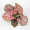 Caladium ‘Heidi’ caladium pink ruzove