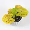 Caladium ‘Neon Monster’ caladium neon monster yellow